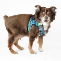 Adoptions are FREE for the month of August!