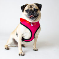 Adoptions are FREE for the month of August!