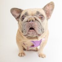 Adoptions are FREE for the month of August!