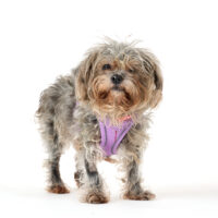 Adoptions are FREE for the month of August!