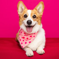 Bid now in our big silent auction!