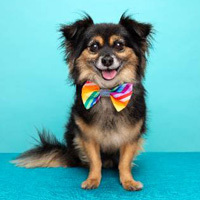 Bid now in our big silent auction!