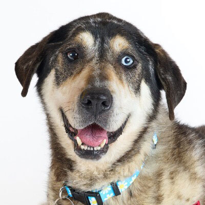 Adoptions are free for qualified adopters through Sunday, April 26!