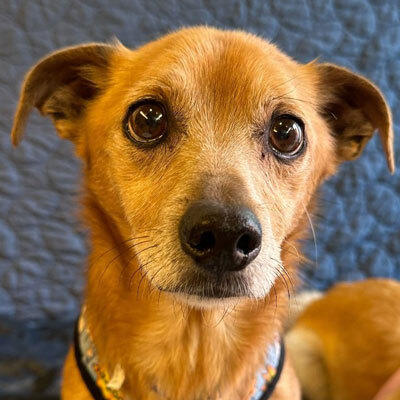 Adoptions are free for qualified adopters through Sunday, April 26!