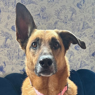 Adoptions are free for qualified adopters through Sunday, April 26!