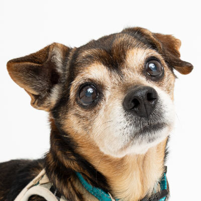 Adoptions are free for qualified adopters through Sunday, April 26!