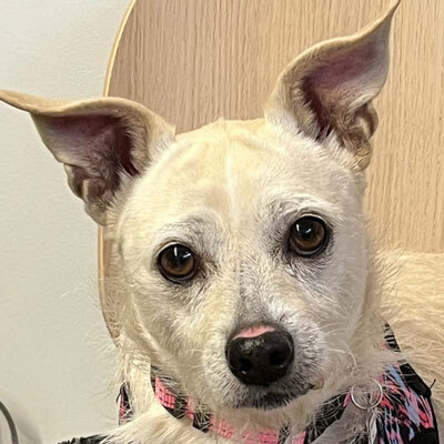 Adoptions are free for qualified adopters through Sunday, April 26!