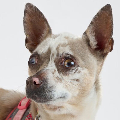 Adoptions are free for qualified adopters through Sunday, April 26!