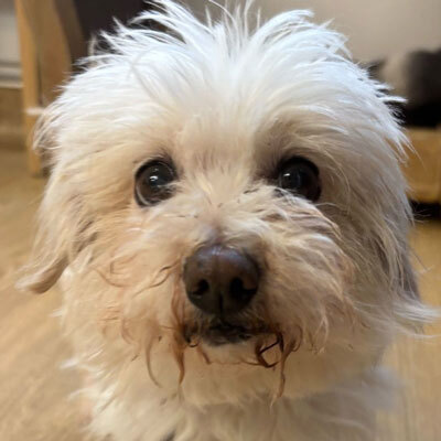 Adoptions are free for qualified adopters through Sunday, April 26!