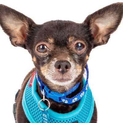 Smooch a pooch adoptathon! FREE ADOPTIONS for qualified adopters!