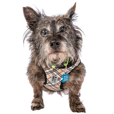 Smooch a pooch adoptathon! FREE ADOPTIONS for qualified adopters!