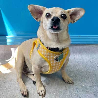 Smooch a pooch adoptathon! FREE ADOPTIONS for qualified adopters!