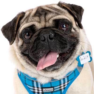 Smooch a pooch adoptathon! FREE ADOPTIONS for qualified adopters!