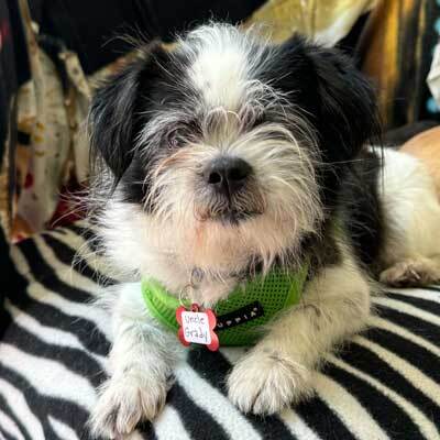 Smooch a pooch adoptathon! FREE ADOPTIONS for qualified adopters!