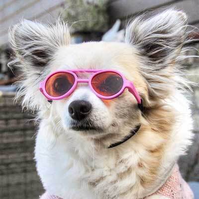Smooch a pooch adoptathon! FREE ADOPTIONS for qualified adopters!
