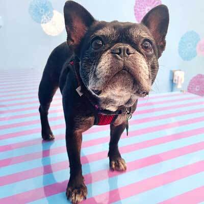 Smooch a pooch adoptathon! FREE ADOPTIONS for qualified adopters!