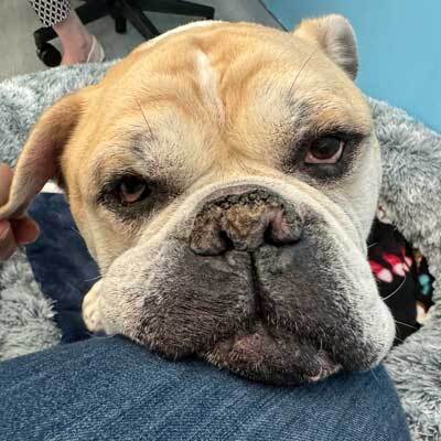 Smooch a pooch adoptathon! FREE ADOPTIONS for qualified adopters!