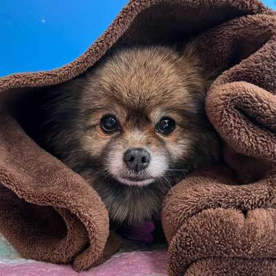 Smooch a pooch adoptathon! FREE ADOPTIONS for qualified adopters!