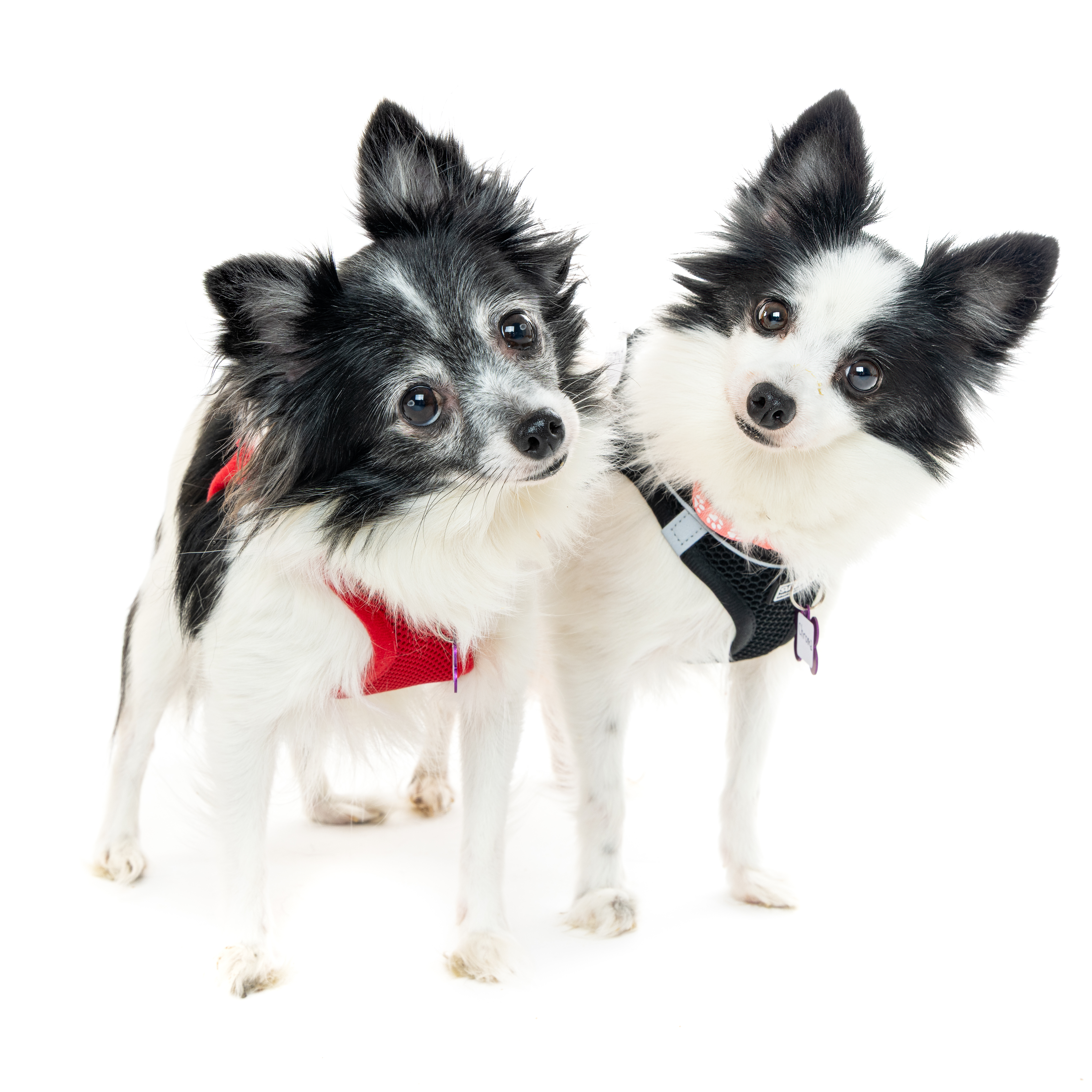 WE'VE GOT A MATCH!!! All donations will be doubled! DONATE NOW!