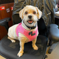 Watch Our Wagcam
