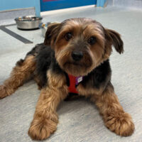 Watch Our Wagcam