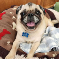 Watch Our Wagcam