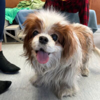 Watch Our Wagcam