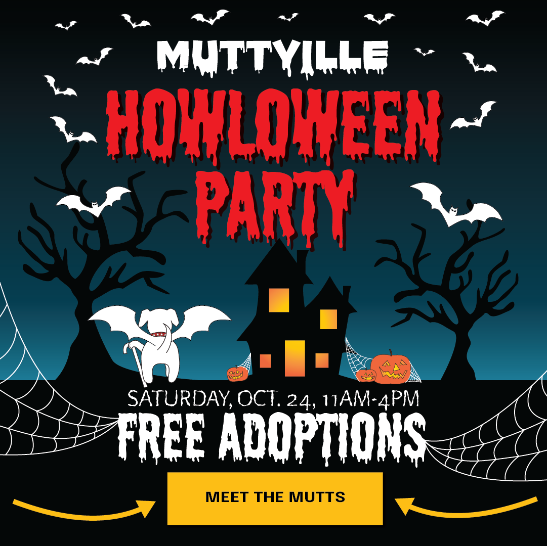Adoptions are FREE through Nov. 1!
