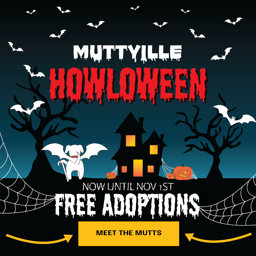 Adoptions are FREE through Nov. 1!