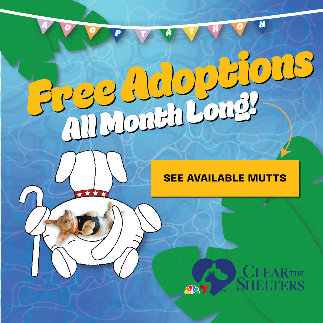 Free adoptions all month long!