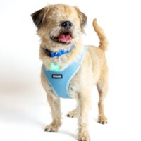 Adoptions are FREE through Nov. 1!
