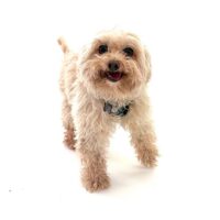 Adoptions are FREE through Nov. 1!