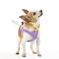 Adoptions are FREE through Nov. 1!