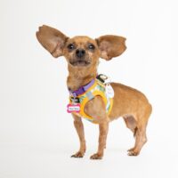 Adoptions are FREE through Nov. 1!